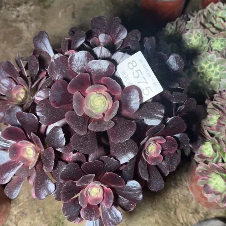 8575爱神多肉植物