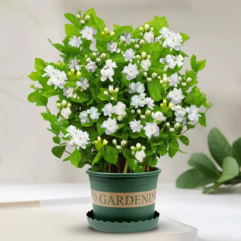 【香水茉莉】盆栽带花苞四季开花浓香型室内外好养护
