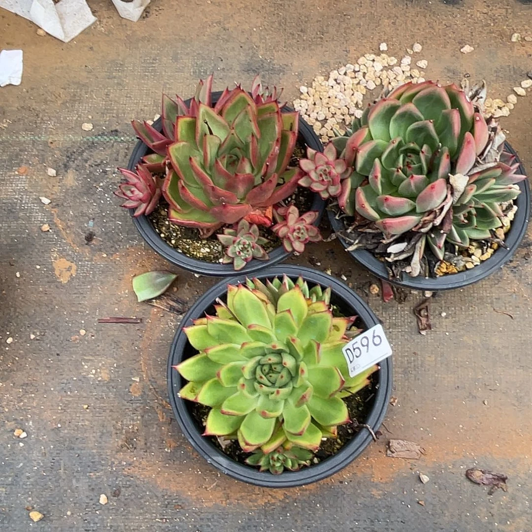 若如东云组拍D596