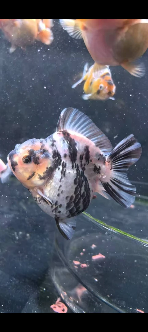 兰寿金鱼5到7公分