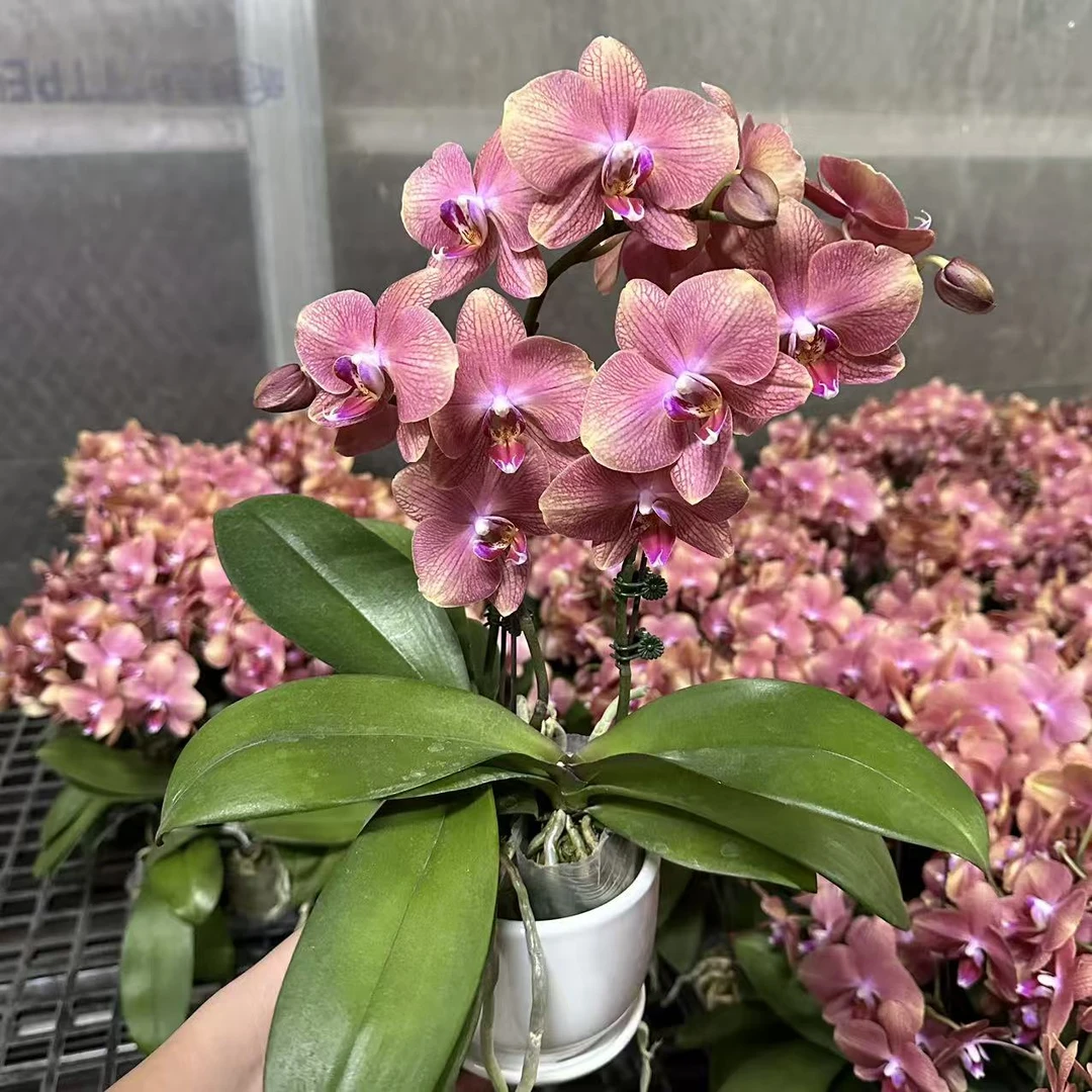 蝴蝶兰【三文鱼】两苗3花剑 室内花花 懒人好养 广州基地直发
