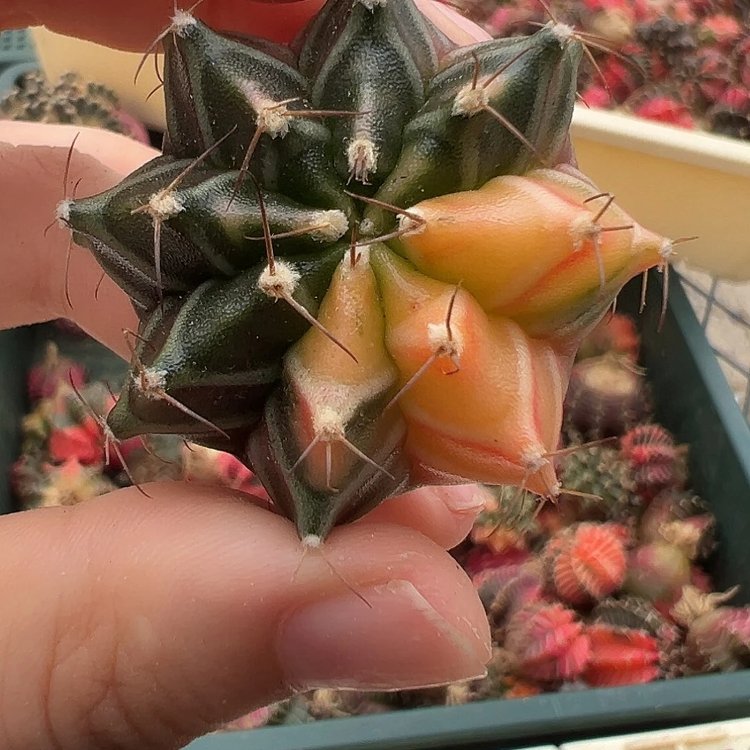 45 好看的米哈冲冲冲