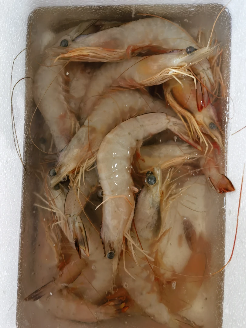 明虾海捕 10-15只/斤 到手2斤 山东日照发货 顺丰包邮