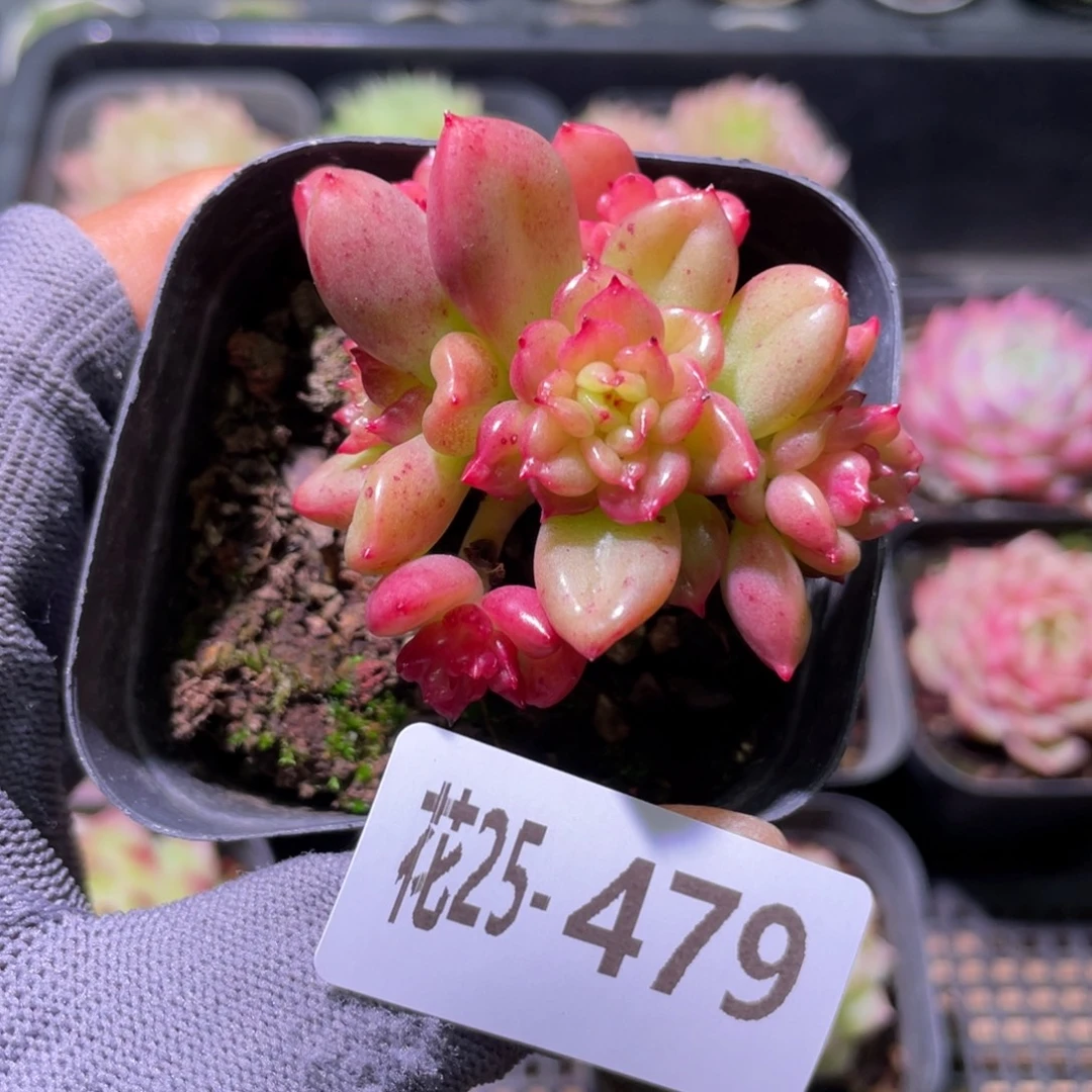 花利美25-479蜡牡丹
