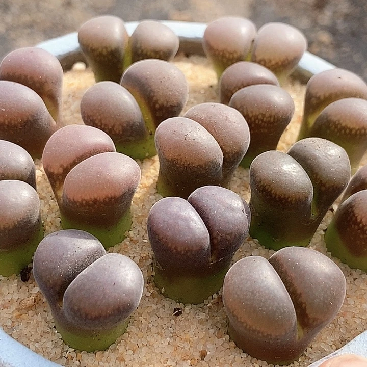 29519黑玫瑰风铃一颗