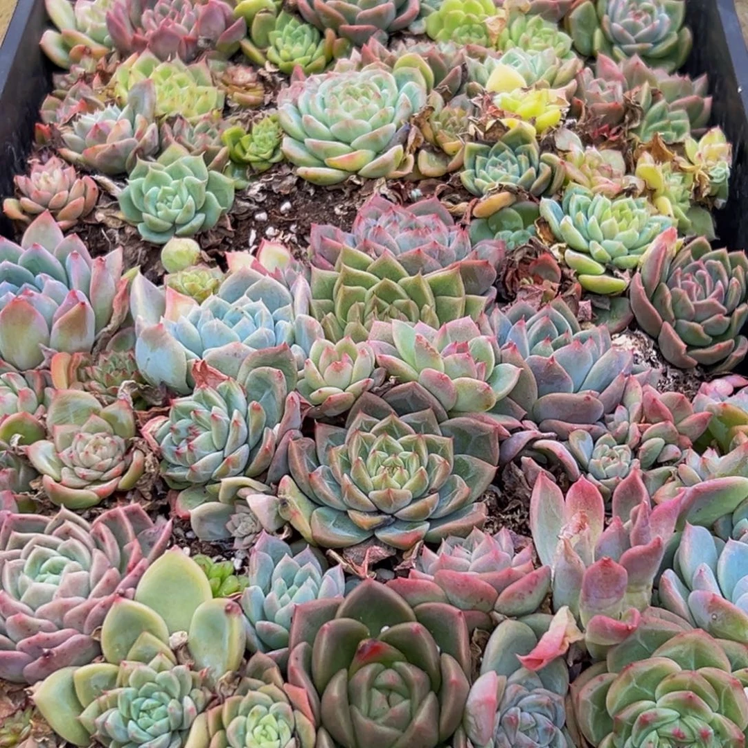 等***生014多肉葡萄的味道是