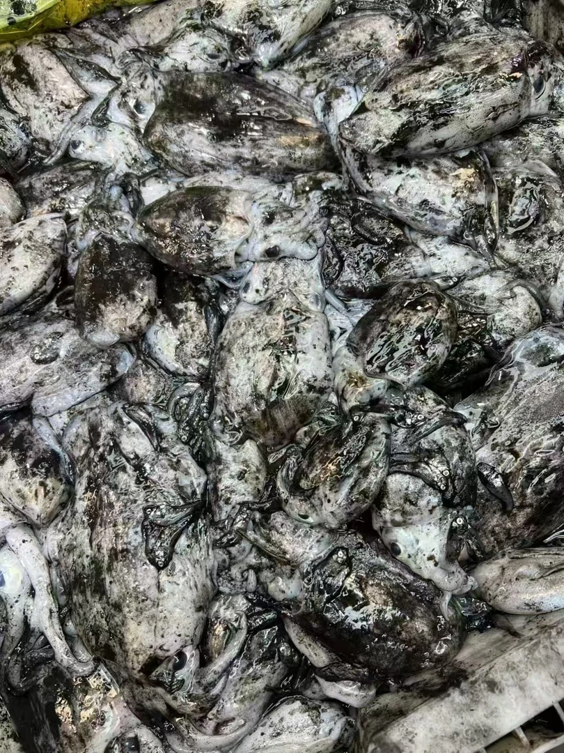 【东海原汁墨鱼】东海新鲜海捕墨鱼 4斤装