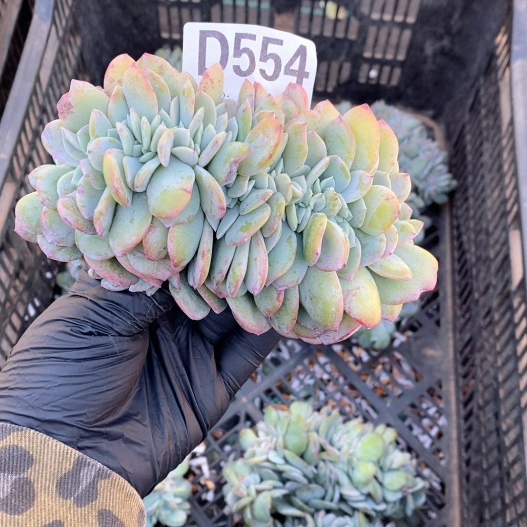 554白凤，血凤追哇哇哇哇