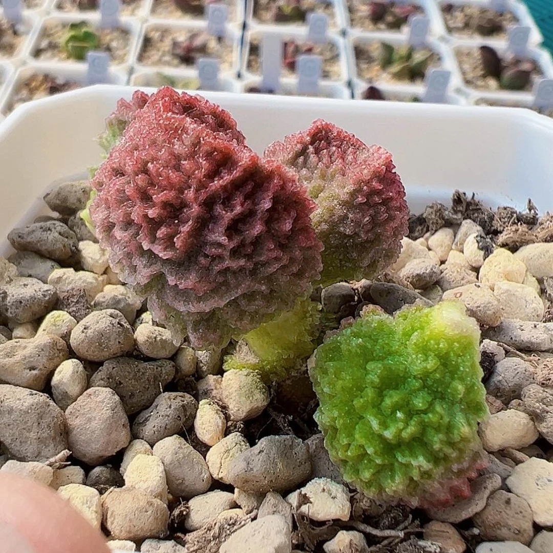 210127 实生水泡，出叶片。