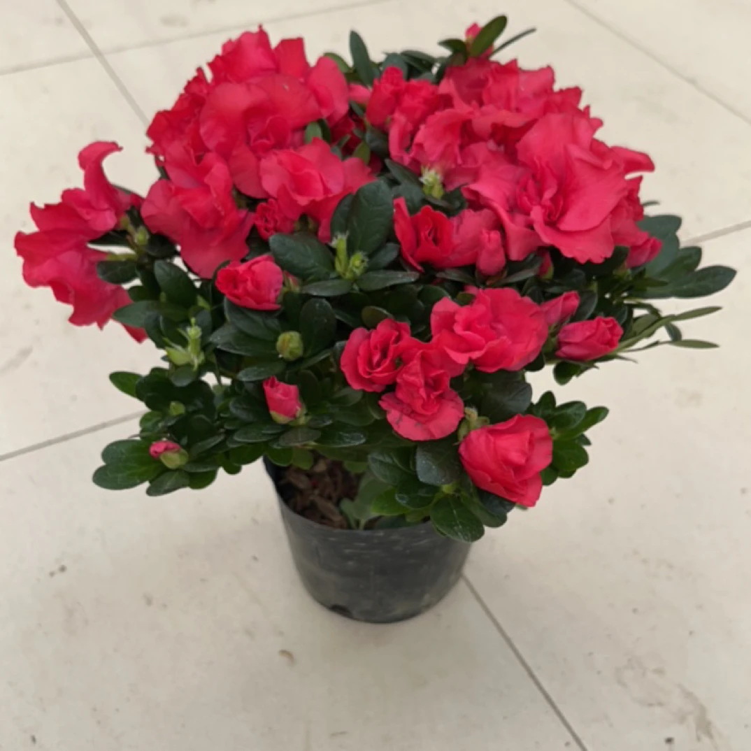 梅红辫子杜鹃开花植物