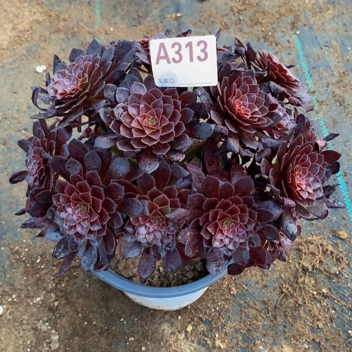313黑铜壶。