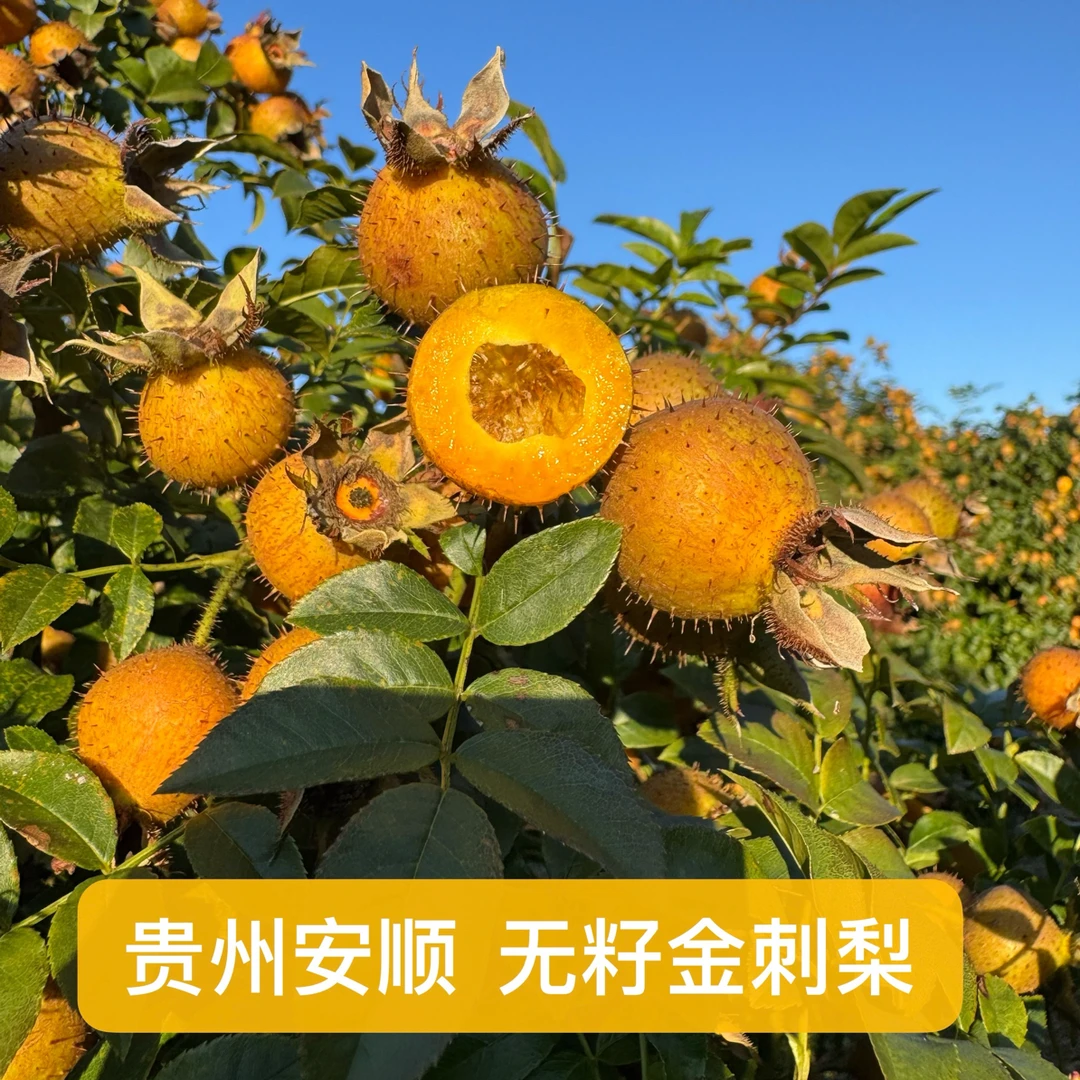 【头茬鲜果】贵州野生金刺梨鲜果现摘营养健康应季水果泡酒泡茶榨汁