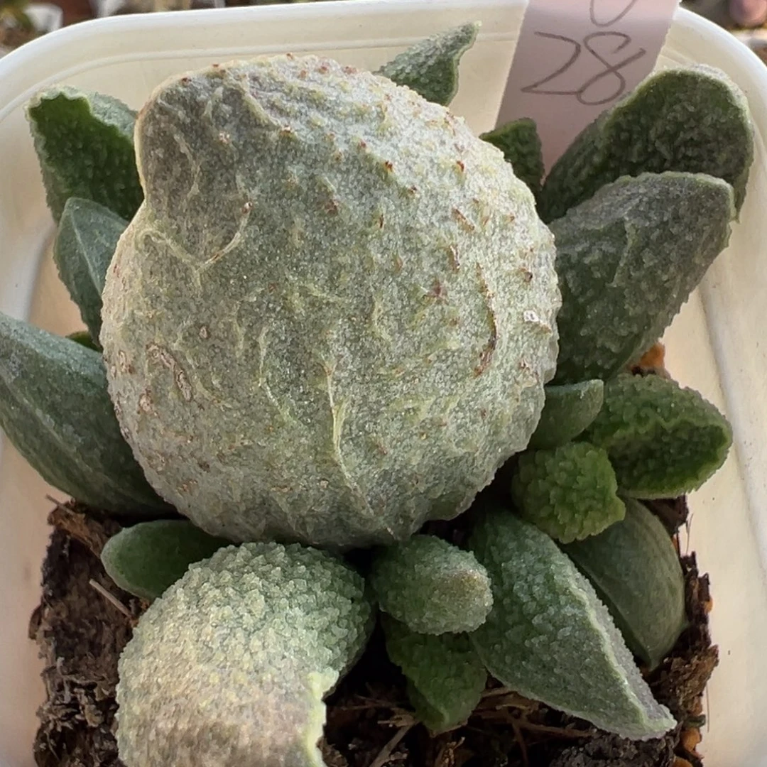 实生新品大苗多肉植物水泡