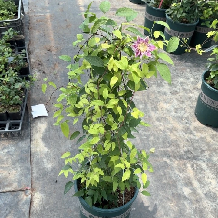 五加仑约瑟芬哈哈哈哈哈哈哈