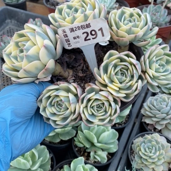 291一一一一一一一一一