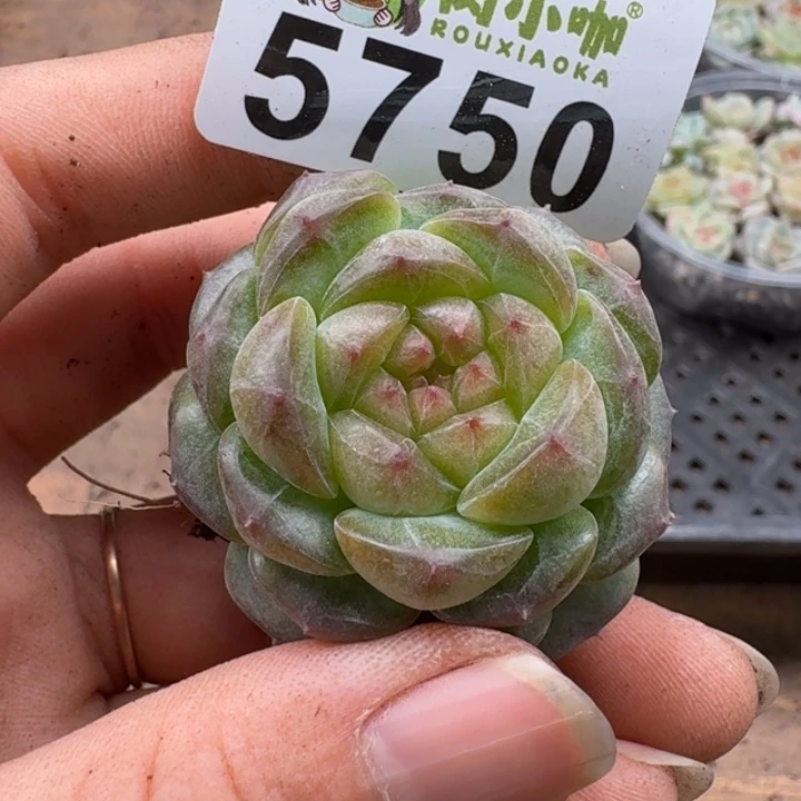 L*多肉植物多肉植物