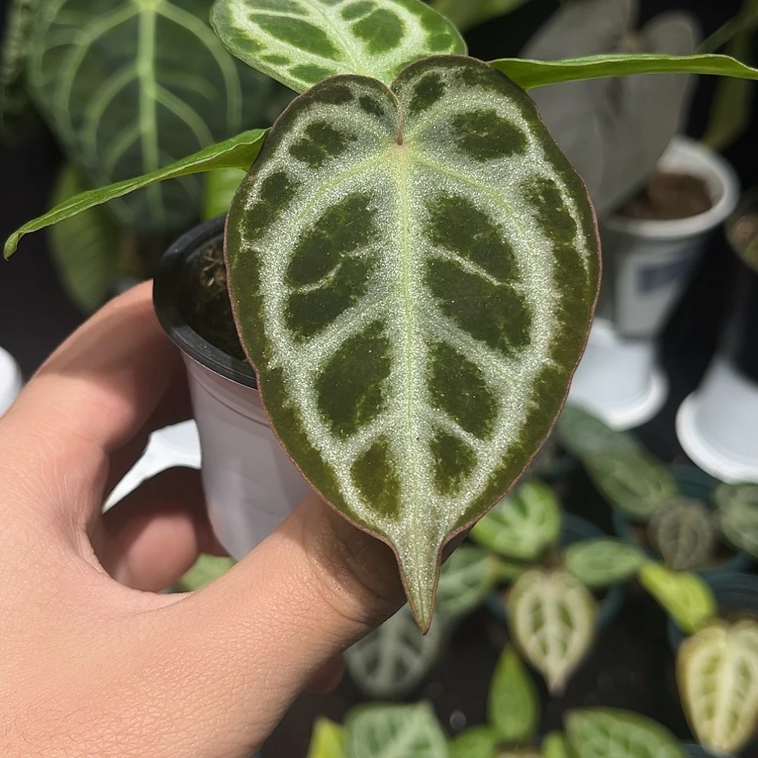 不开花植物skg杂银月饼