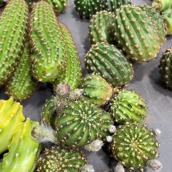 新品进口丽花沙棠侧芽一个