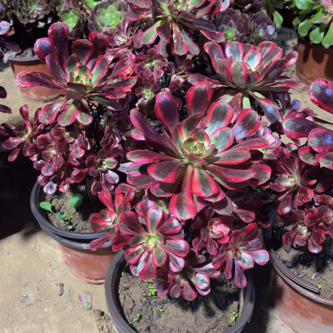 香奈儿9.9木质老桩法师