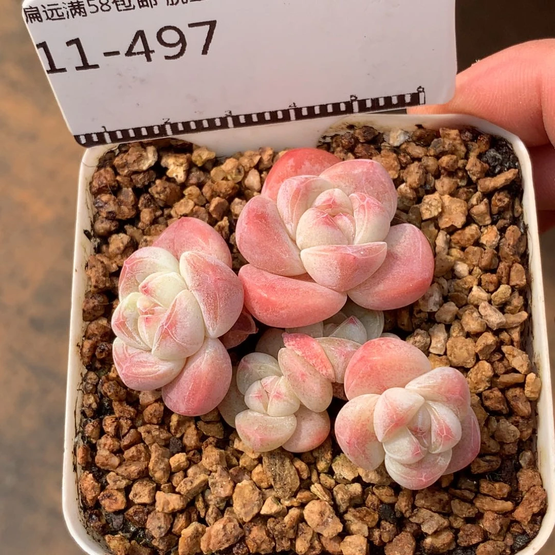 丸叶冰玉自然群58包邮不包整