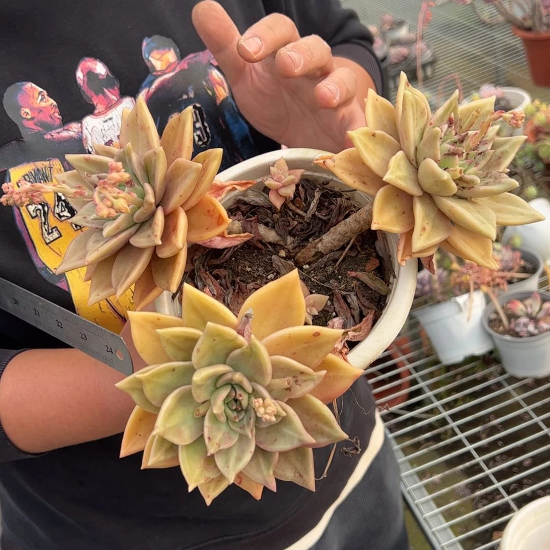 黄金表丽娜三头多肉三盆