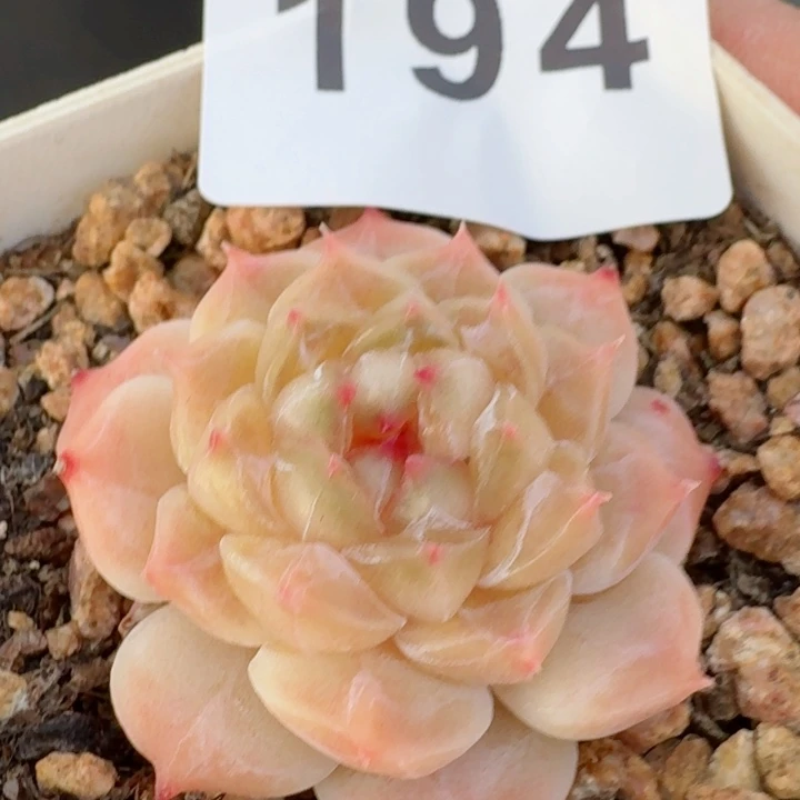 冰魄秘境         精控精养多肉植物