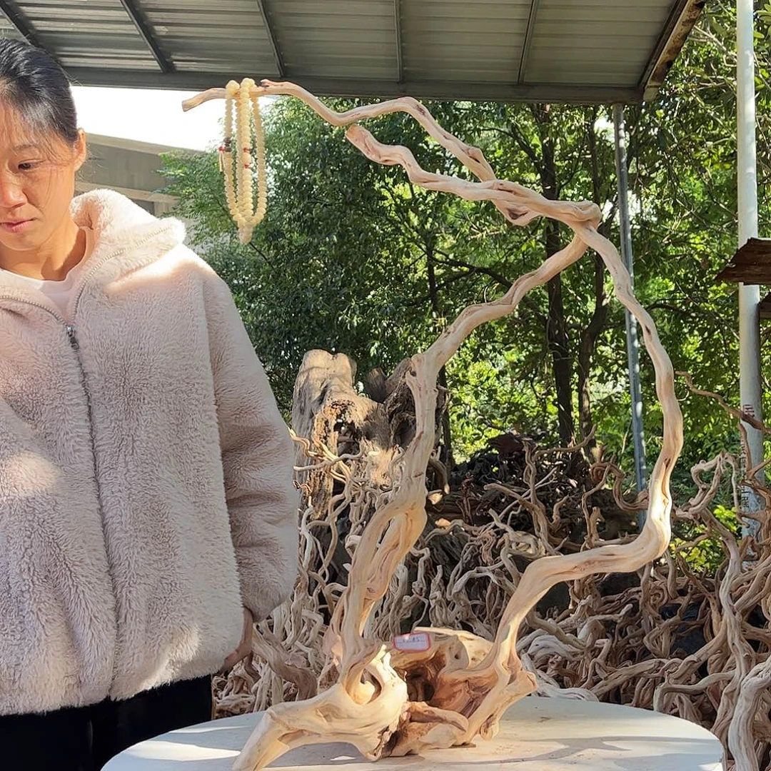 田***猫木我是一只小小鸟地域