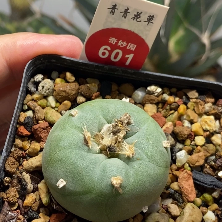 实生海鲜一颗仙人球
