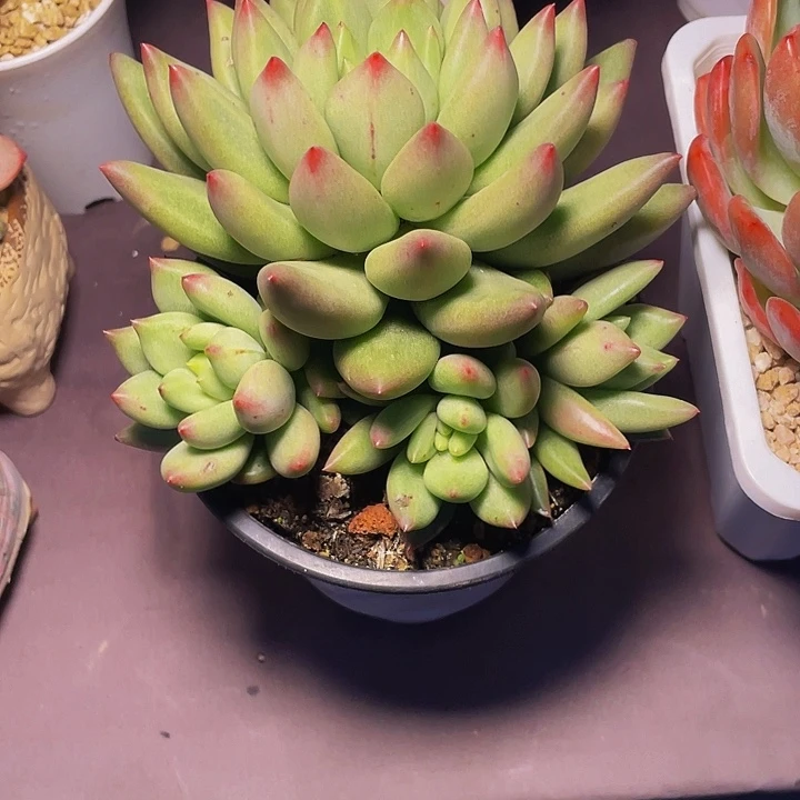甜***甜多肉植物多肉颜值