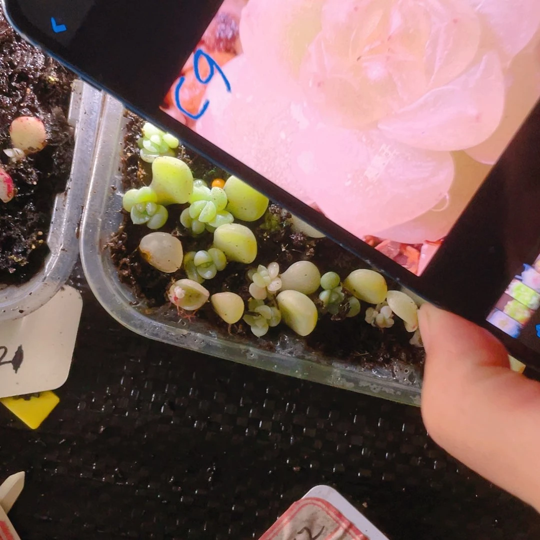 财富9 芝麻苗一个满25包邮