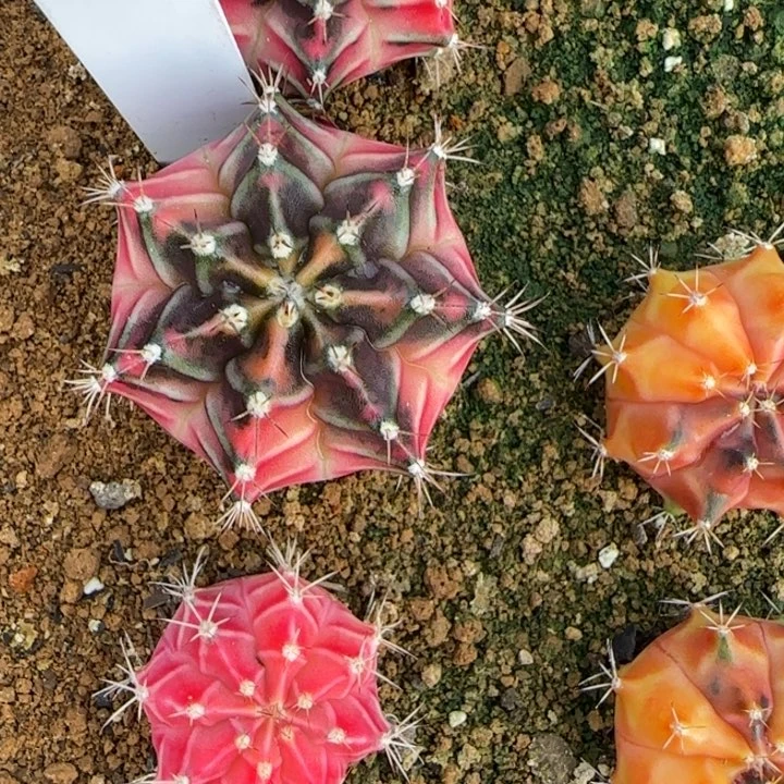 A****a31-0121泰国发货彩虹梦多肉