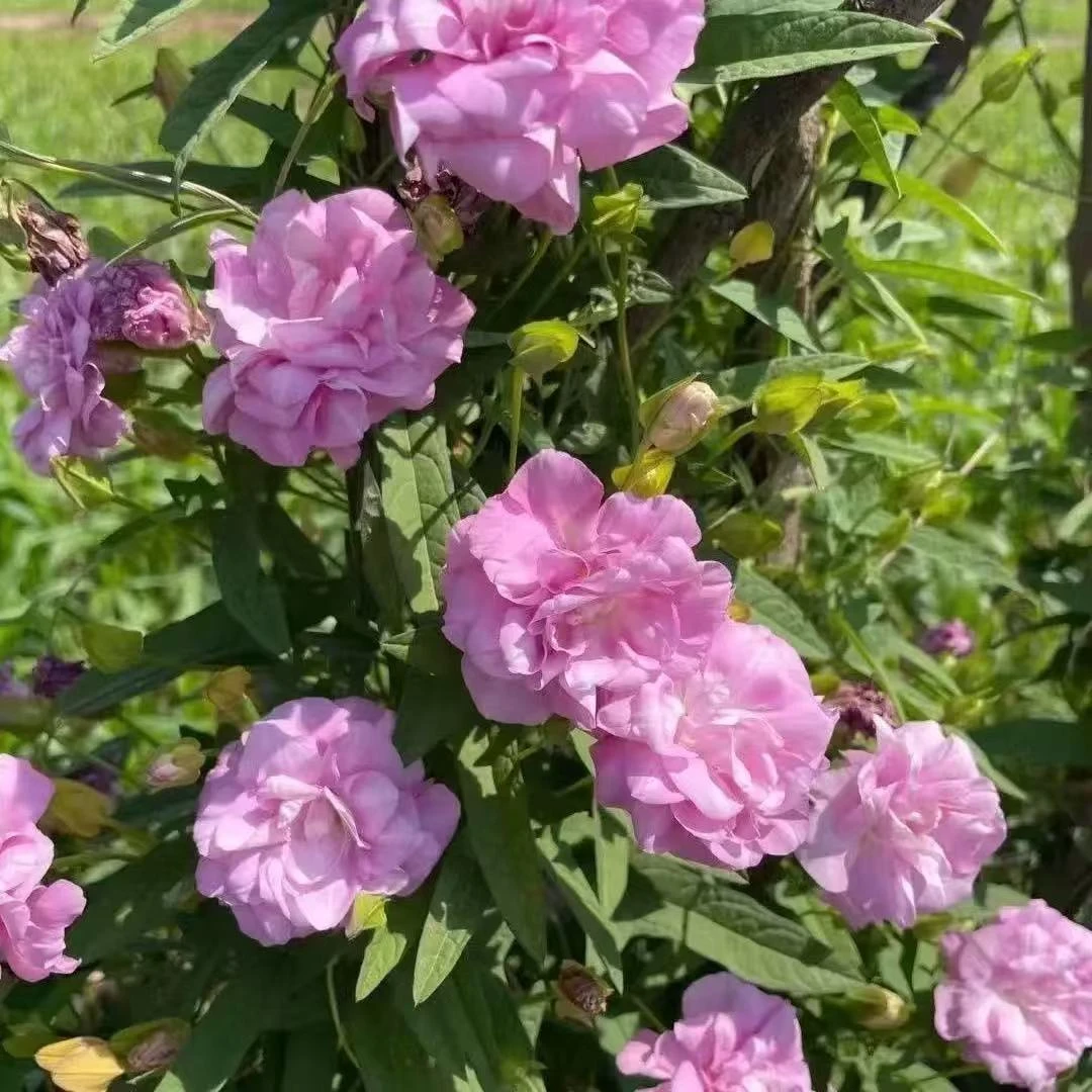 花自开重瓣缠枝牡丹藤本多年宿生植物非常耐寒粉色重瓣花朵花量大