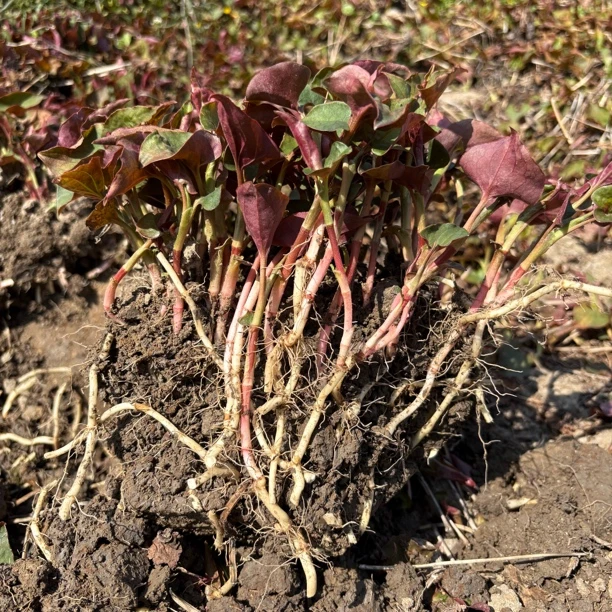 新鲜红叶鱼腥草现挖现发折耳根嫩根节节根凉拌湖北特产