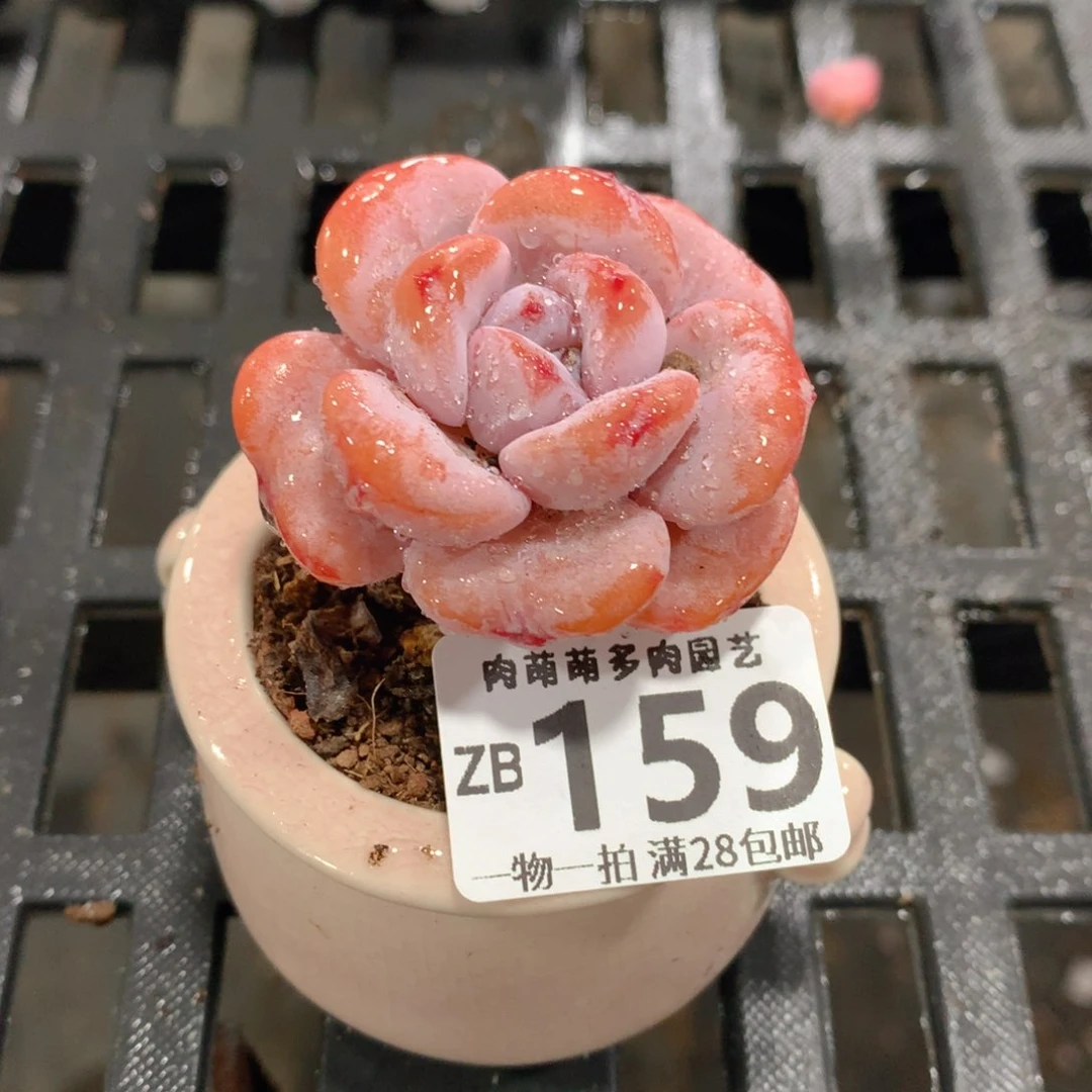 肉萌萌拇指盆精控多肉ZB159