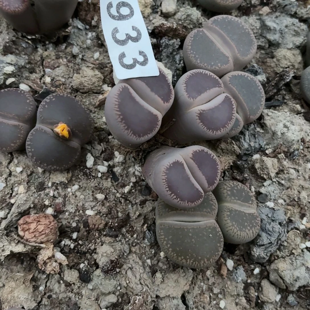 核***奶生石花一物一拍933