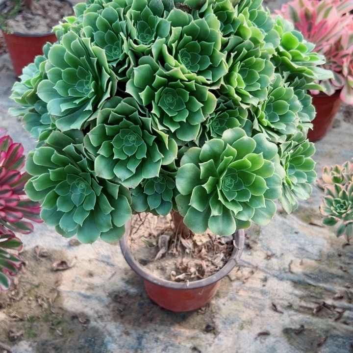 28绿羊绒多肉植物