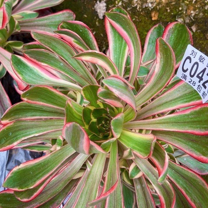 爱****逗无毒白多肉植物法师0426