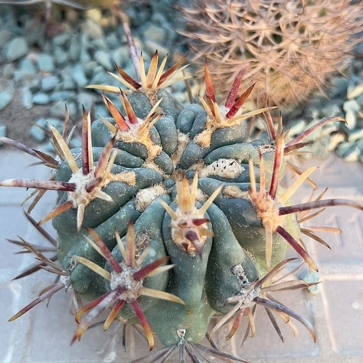 强刺庆松玉。 苗接落地自根出根芽。