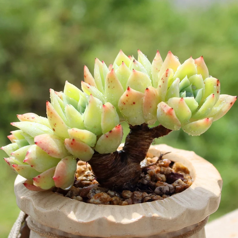 三色堇多肉植物多群生老桩木质化杆子精控养新手易种花卉盆栽