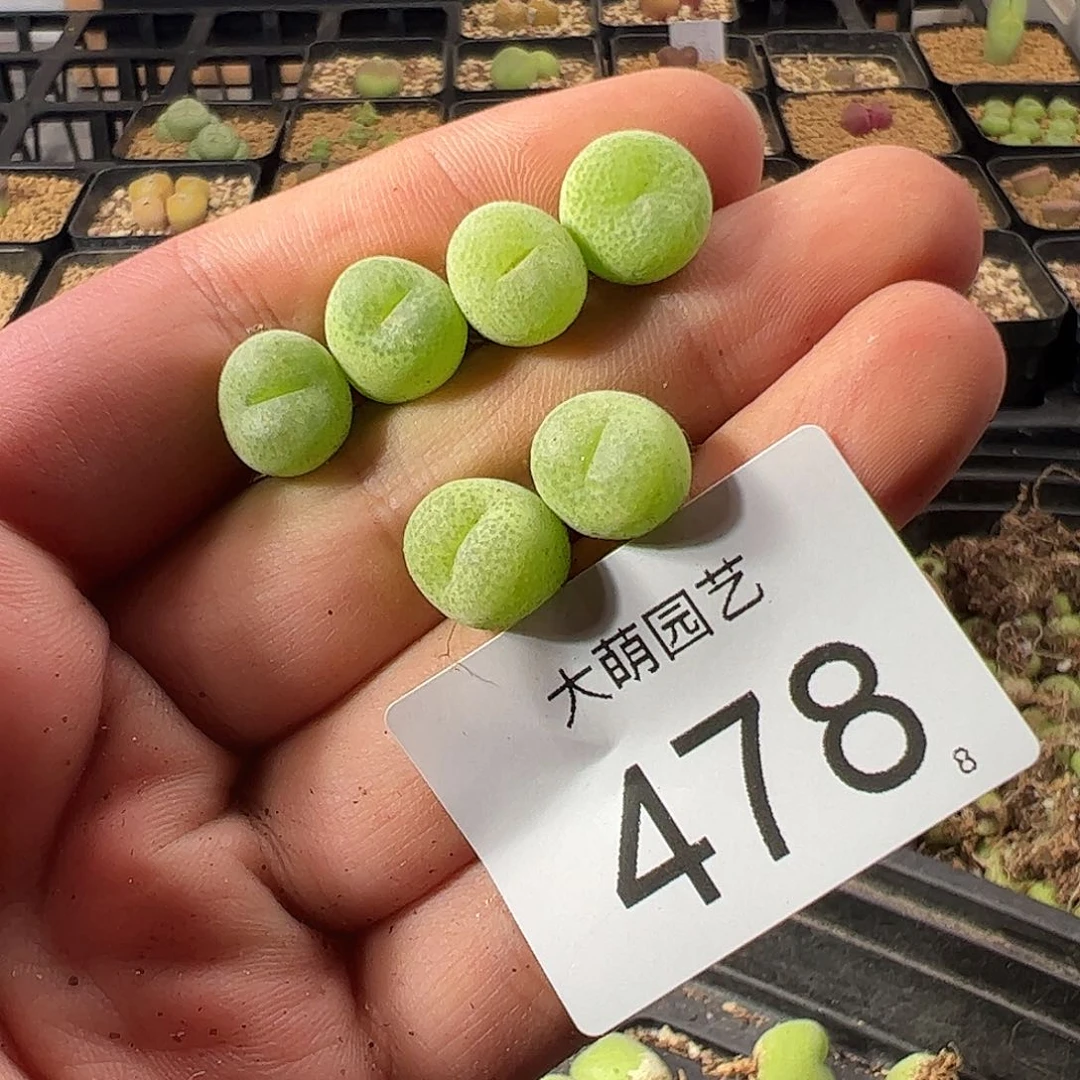 0000478 一物一拍带盆土发