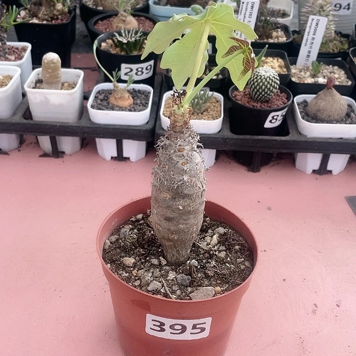 l***z395珊瑚油桐块根，