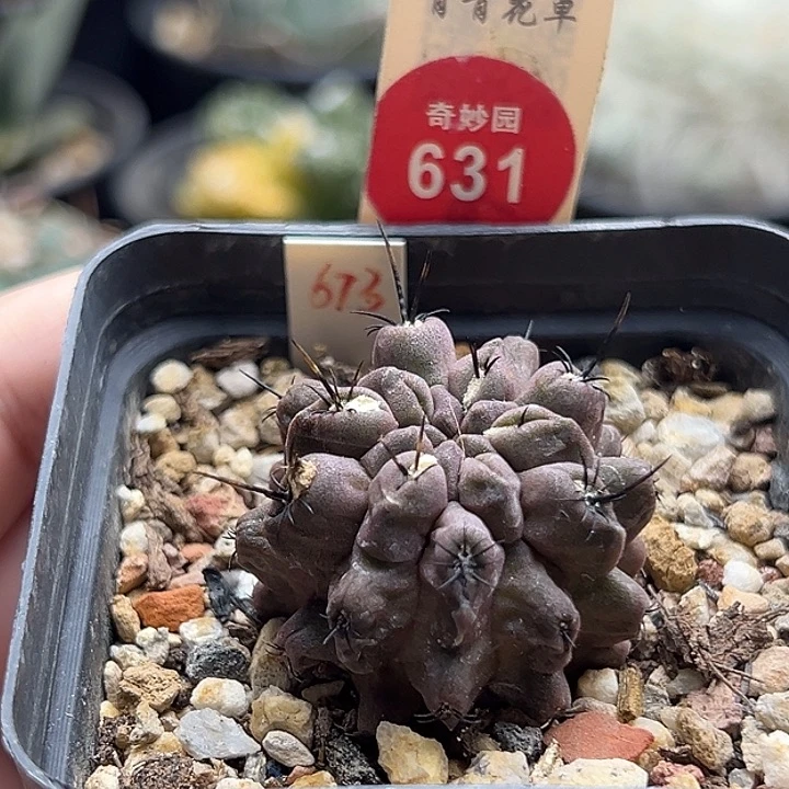 实生智利球雷头3.4cm