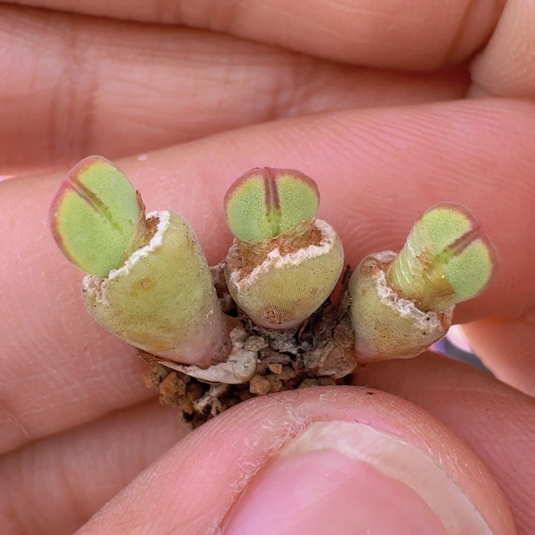 ~*～云缦精品番杏7.27