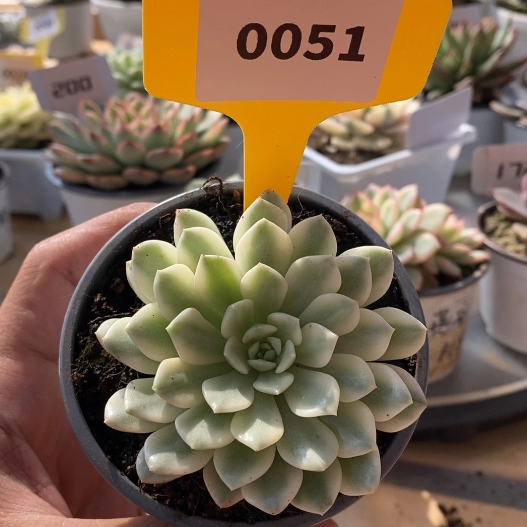 0051红宝石哈哈哈