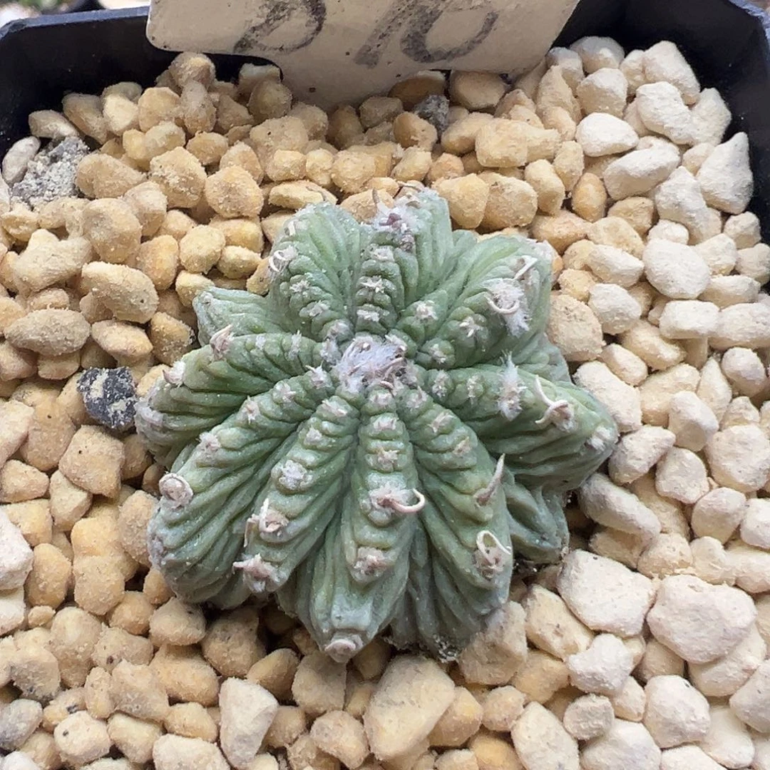 876老花笼自根根系发达