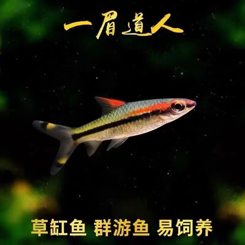 F1 一眉道人 3 条 6-7cm