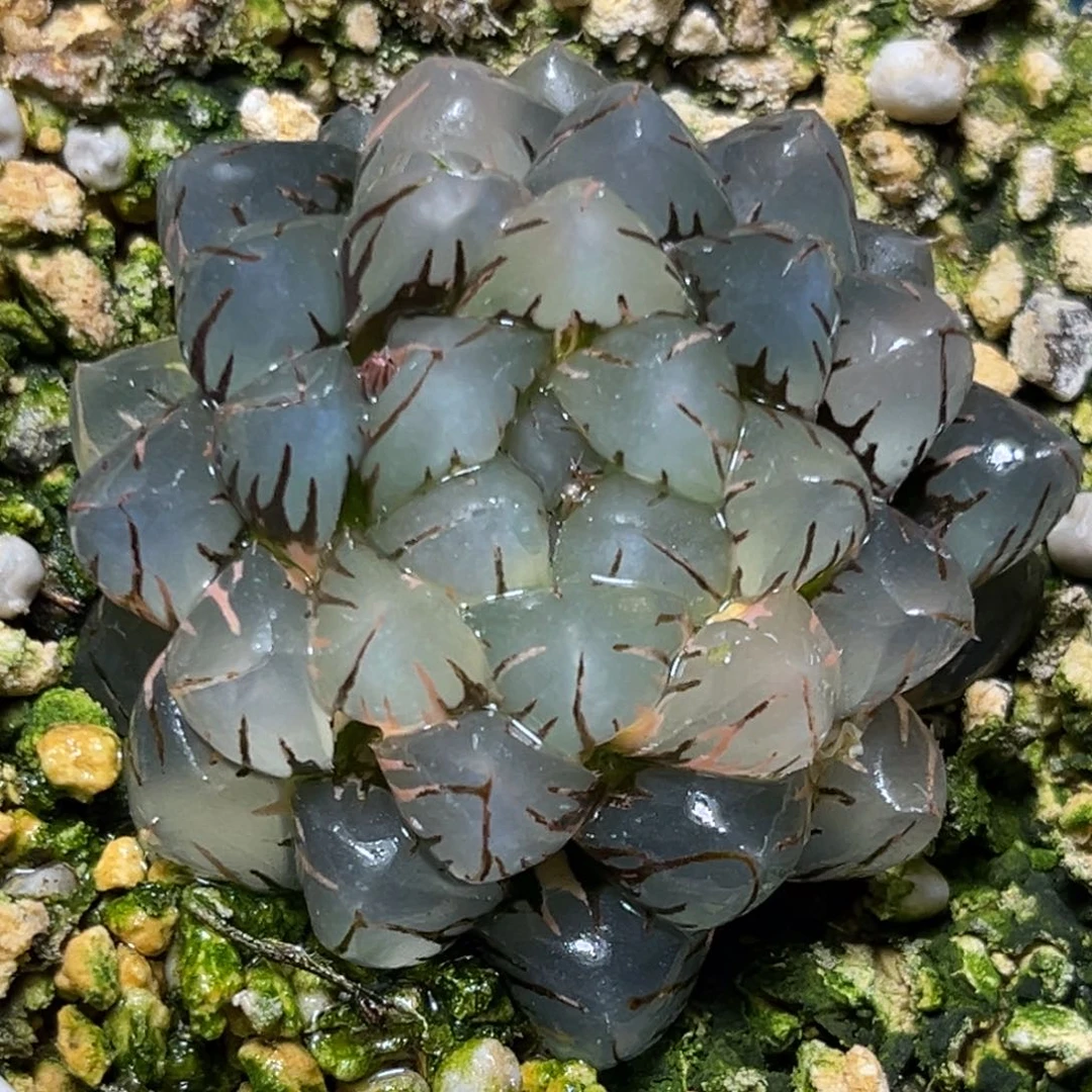 恭喜发财大吉大利679