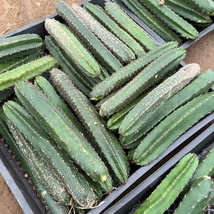 一代袖蒲侧芽高20公分。拍完发七