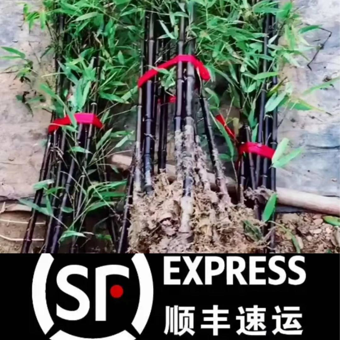 紫竹苗庭院耐寒观音紫竹盆栽室内外地栽绿化花园植物竹子苗观赏