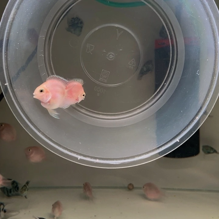 鹦鹉鱼嘟嘟嘴胭脂粉一对包基因一赔三